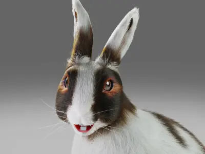 Fur Rabbit Gray V04 NO Rigged Low-poly 3D model