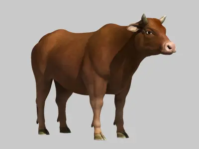bull cow buffalo 3D model