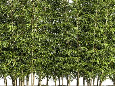 Outdoor Plants Tree in Plant Box Set03 3D model