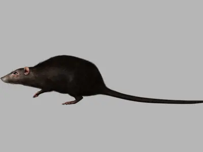 rat 3d model fur 3D model