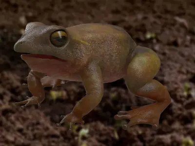 Frog rigged model 3D model