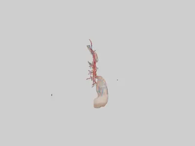 Human Brachial Artery Model Low-poly 3D model