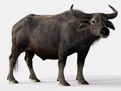 Asian buffalo - Water buffalo Animated 3D model