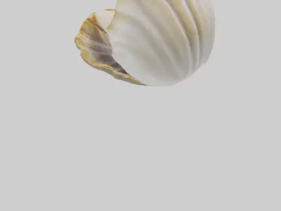 Clam opening shell model 3D model