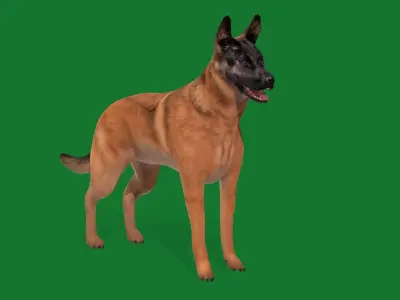 Belgian Shepherd Dog  Low-poly 3D model