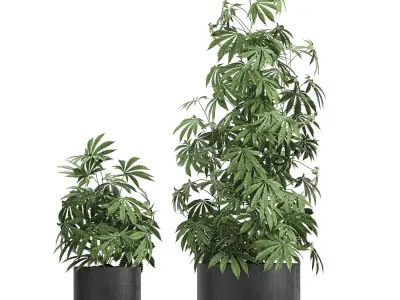 Decorative Cannabis in flowerpots 770 3D model