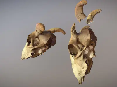 Photorealistic scanned cow skull with removable horns 3D model