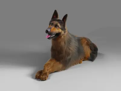 Fur German Shepherd Rigged   Low-poly 3D model