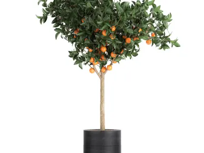 Orange tree for the interior in black pot 717 3D model
