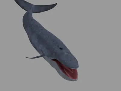 Whale shark 3D model 2