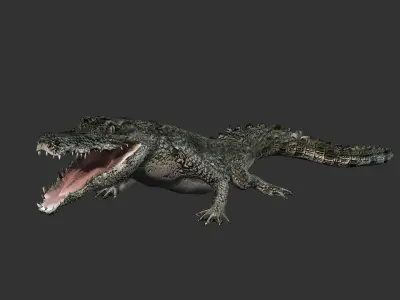 Crocodile Animation  Low-poly 3D model