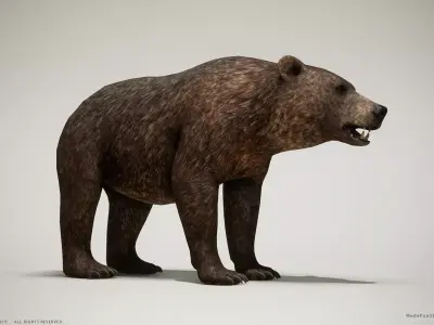 Brown Bear game ready PBR  Low-poly 3D model
