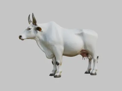 White Cow Bull 3D Model High Detail Low-poly 3D model