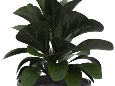 Ficus Lyrata in Ceramic Pot 3D model
