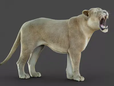 Lioness 2025 RIG Maya - Xgen-Core 3D model