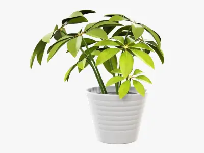Schefflera plant in pot 3D model