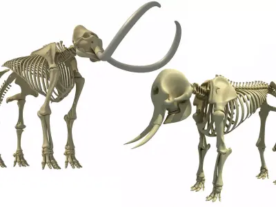 Mammoth and Elephant Skeletons 3D model