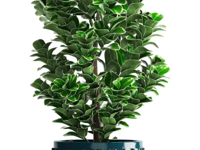 Euonymus plant in pot  3D model
