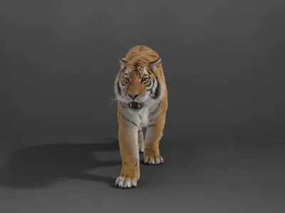 Siberian Tiger Rigged VFX Grace 3D model