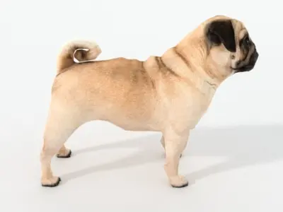 Dog Pug Low-poly 3D model