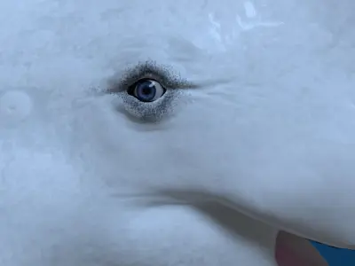 Beluga Whale 3D Model Demo - Rigged - PBR Low-poly 3D model