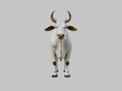 White Cow Bull 3D Model High Detail Low-poly 3D model