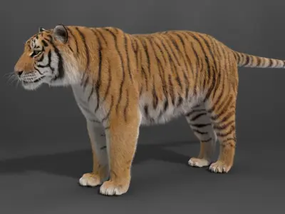 Siberian Tiger Rigged VFX Grace 3D model