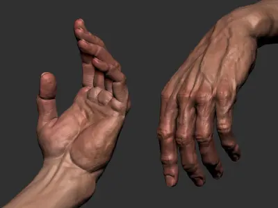 FREE REALISTIC HAND  Free 3D model