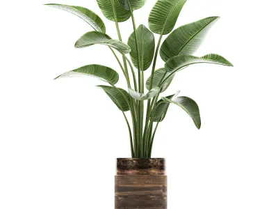 Houseplants in a pot for the interior 722 3D model