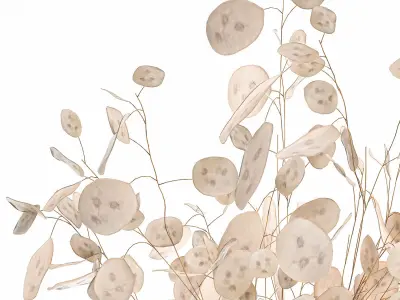 Bouquet of dried flowers Lunaria in a clay vase 131 3D model