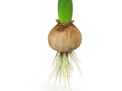 Hyachinth sprout 3D model