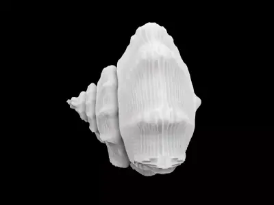 Spiral Seashell 3D print model 3D print model