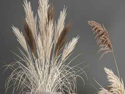 Pampas grass in a flowerpot for the interior 1061 3D model