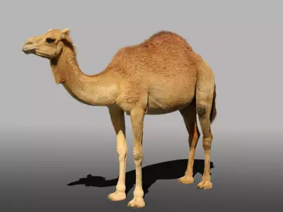 Camel Adult and Baby Rigged 3D model