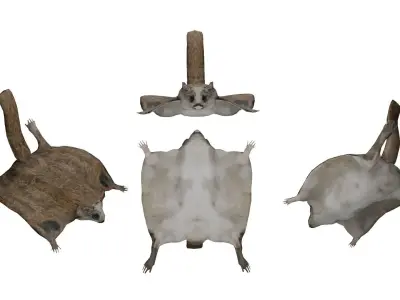 Flying squirrel low poly Low-poly 3D model