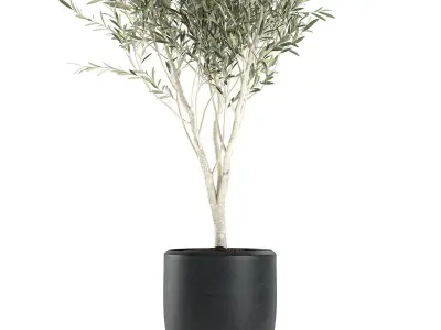 Decorative olive tree in a black flowerpots 647 3D model