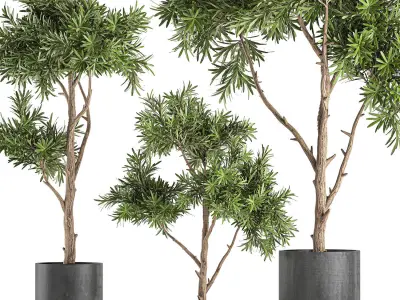 Decorative tree in a black flowerpots 741 3D model