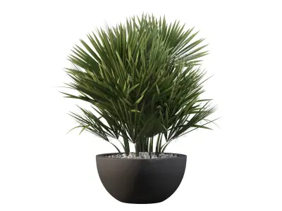 Chamaerops palm 3D model