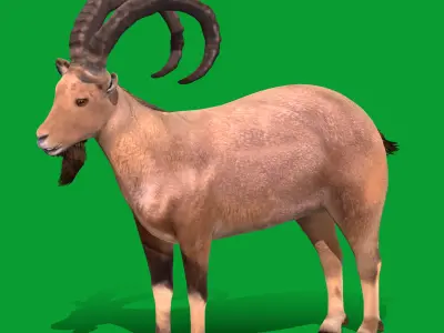 Nubian Ibex Goat Low-poly 3D model
