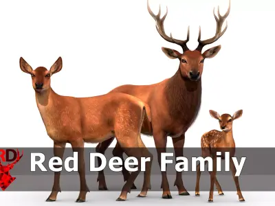 Red Deer Family Low-poly 3D model