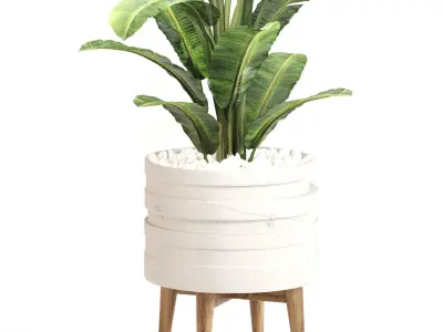 Indoor Plant Set 0128 3D model