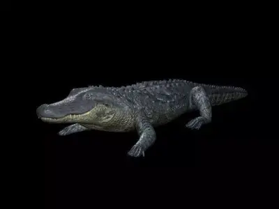 Alligator 3D model