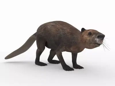 Beaver 3D model