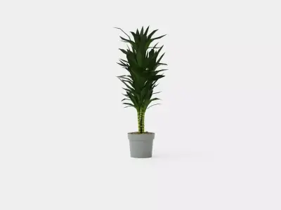 Dracaena Janet Lind Low-poly 3D model purchase