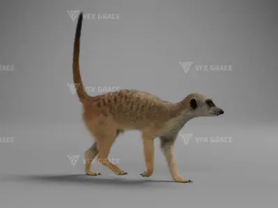 Meerkat Animated - VFX Grace 3D model