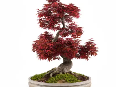 Bonsai Japanese Maple decorative tree 03 3D model