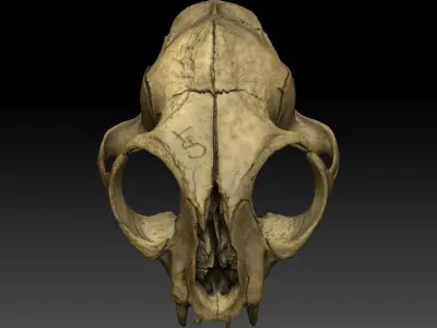 High definition scan of a cat skull with texture map 3D model