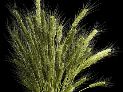 Bouquet Of Green Ears Of Wheat In A Vase 3D model