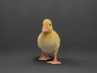Duckling Animated VFX Grace 3D model