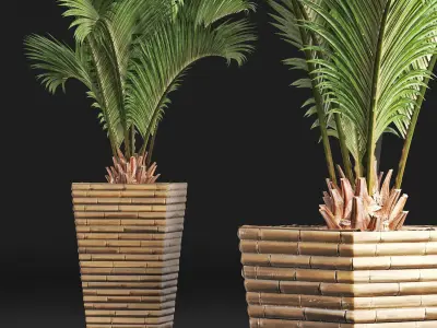 Plants Collection 179 Palm 3D model